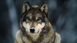 Gray-wolf-closeup