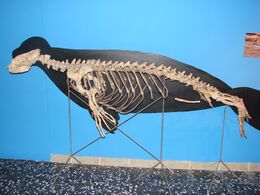 Monachus skeleton