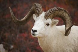 DENA DallSheepRam