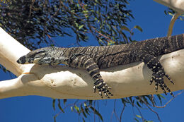 Goanna