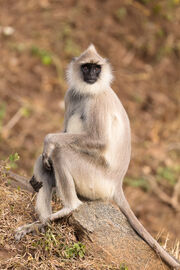 Tufted-gray-langur-126511-Edit