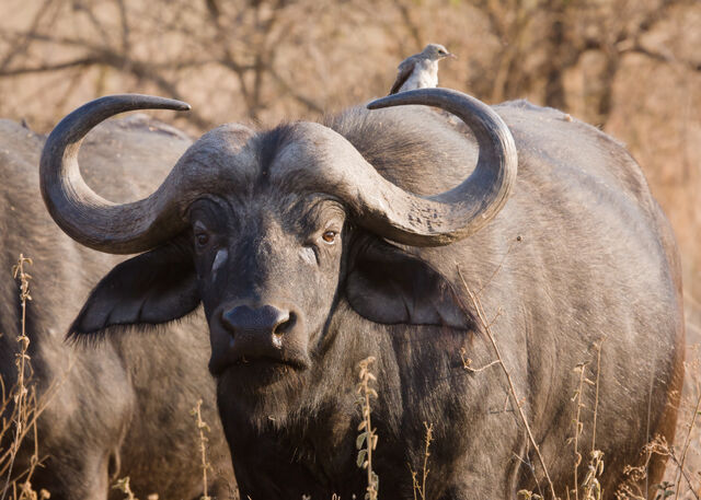File:Serengeti Bueffel1.jpg
