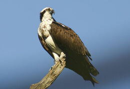 Osprey