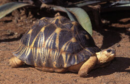 Radiated-Tortoise