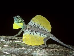 Flying-lizard-draco-gular-flap-wings-extended 24699 600x450