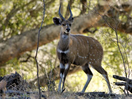 Tragelaphus scriptus (male)