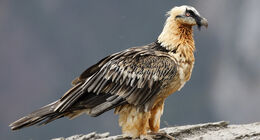 Bearded vulture teaser