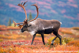 Denali-Caribou-13