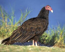 Turkey Vulture m17-37-067 l