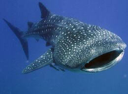 Whale shark2