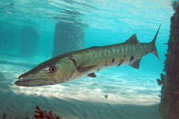 Barracuda