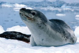 Leopard-seal-1-lg