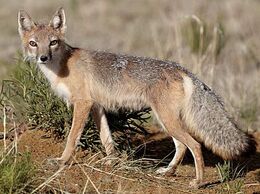 Swift-prarie-hunter