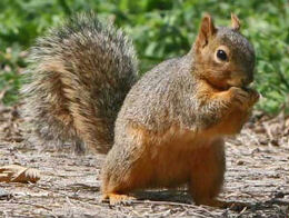 7-EasternFoxSquirrel-3.jpg.w300h226