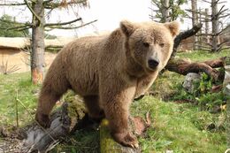 Medvěd plavý (Ursus arctos isabellinus)