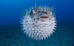 Puffer fish 3084634b