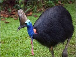 Cassowary