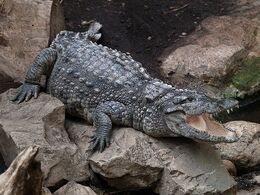 Mugger crocodile