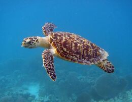 Hawksbill