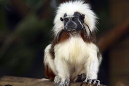 Cotton-top-tamarin