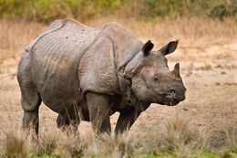 Greater-one-horned-rhino