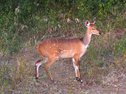 Bushbuck female
