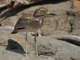 Thick-knee, Senegal SteveGarvie2