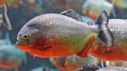 Red-bellied-piranha-solo.jpg.adapt.945.1