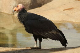 1200px-Gymnogyps californianus -San Diego Zoo-8a