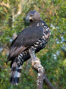 Crowned eagle