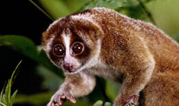 Slow loris-364675