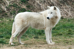 Arctic Wolf