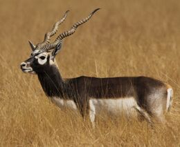 Blackbuck