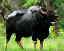 1059188-gaur-wallpapers-1000x800