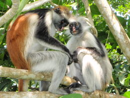 Red Colobus 7