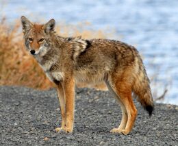 Coyote2