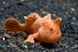 Frogfish6