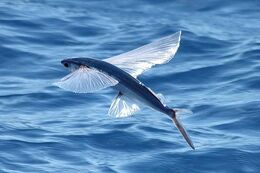 Flying-fish