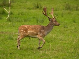 Fallow deer in field