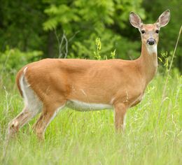 Doe