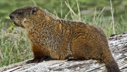 MTSUSIDELINES LifestylesNews GroundhogDay kingstongal flickr-e1454443605175-938x535