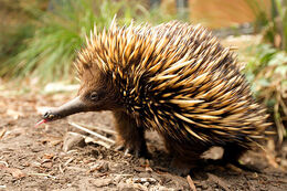 14 VL Echidna 3