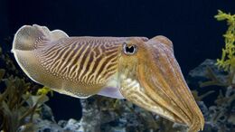 1920x1080 cuttlefish-HD-Wallpaper