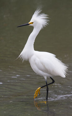 Snowy-egret-with-feathers-flared-2