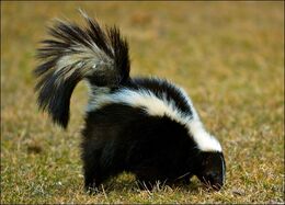4886-skunk-picture