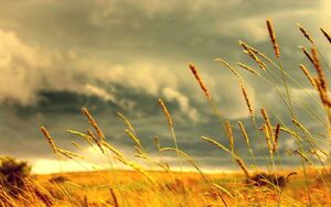 Field-of-love-nature-31000 (1)
