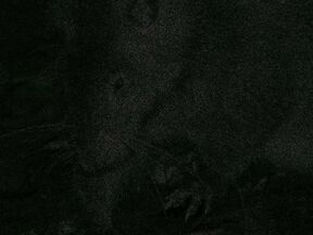 Rat