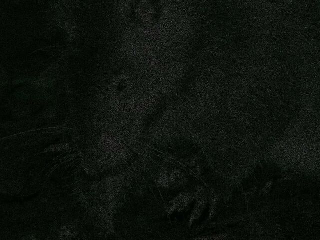 File:Rat.jpg