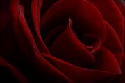 Red-roses