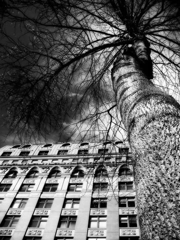 File:Tree building dark.jpg